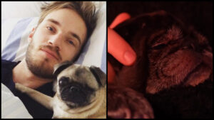 PewDiePie’s Dog Maya Cause of Death