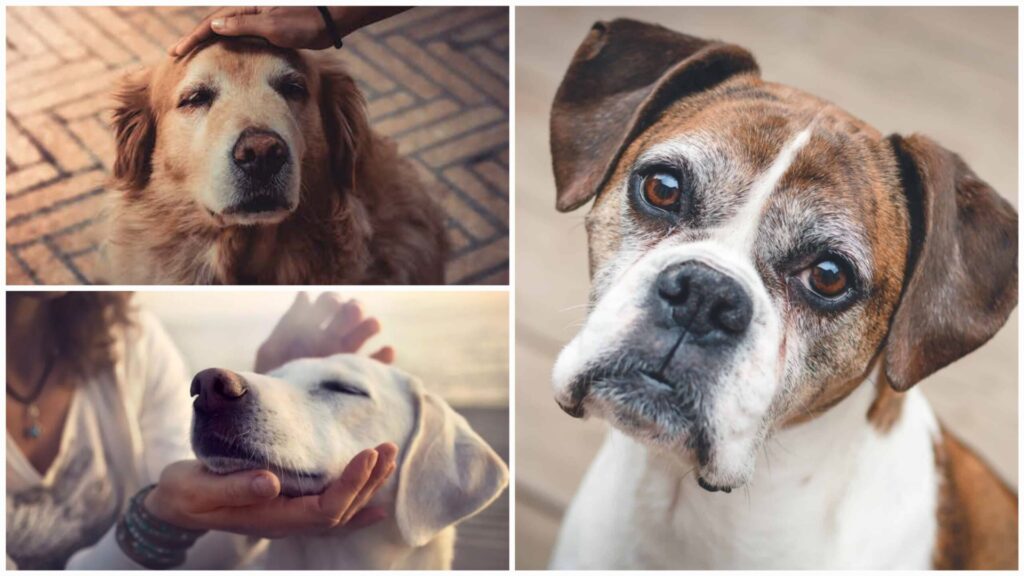 Canine or doggie dementia + prevent it