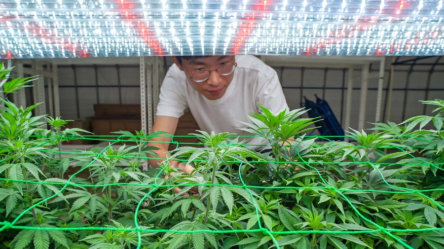Marijuana in South Korea