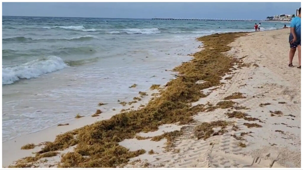 Brown seaweed pile on Floria beach