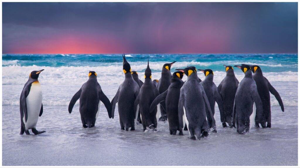 world celebrates penguin day on April 25