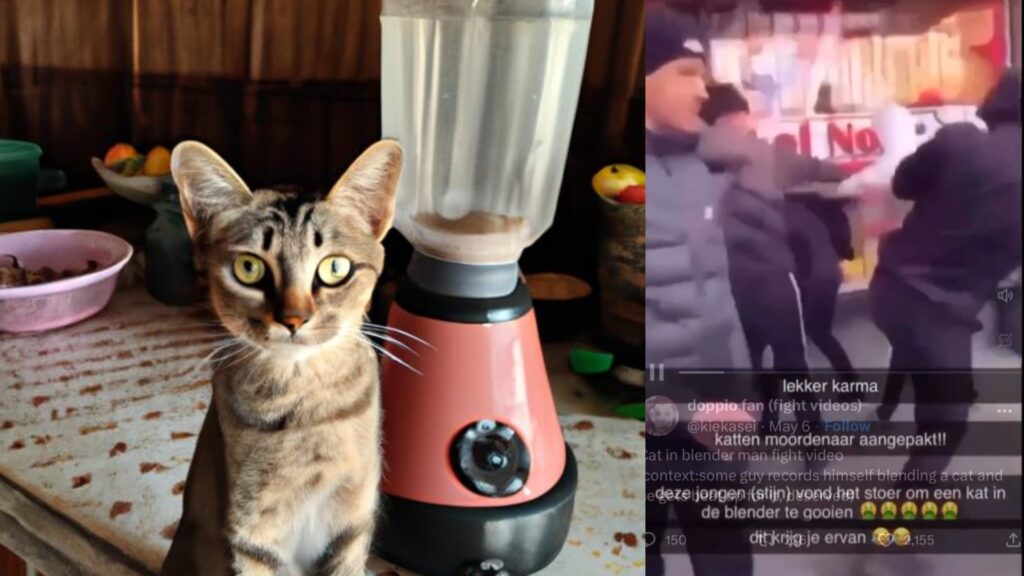 Cat blender man culprit attacked video