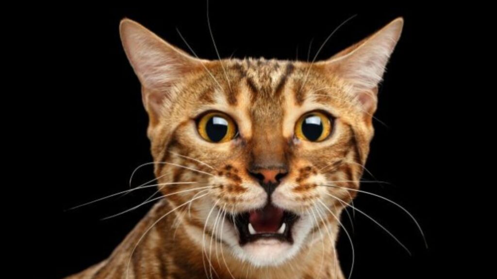 Cat blender video microwave incident