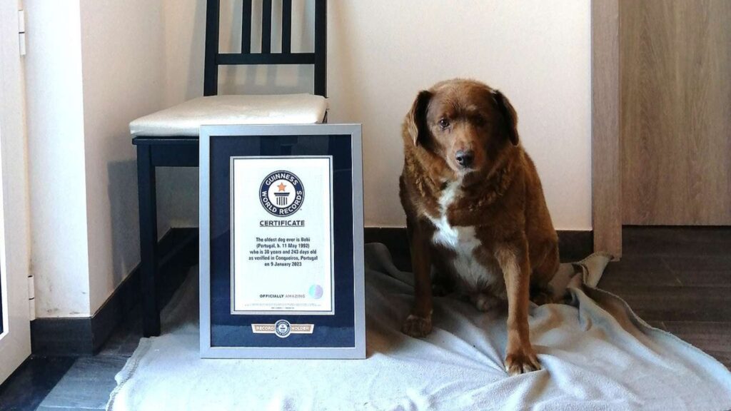 Bobi world's oldest dog breed