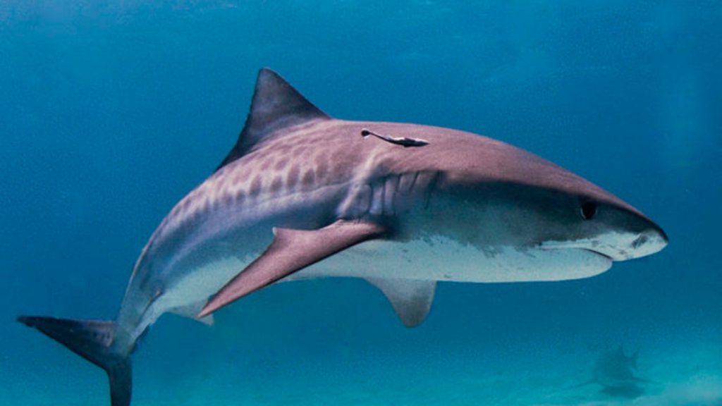 How did Netflix Crew survive Tiger Sharks' attack?