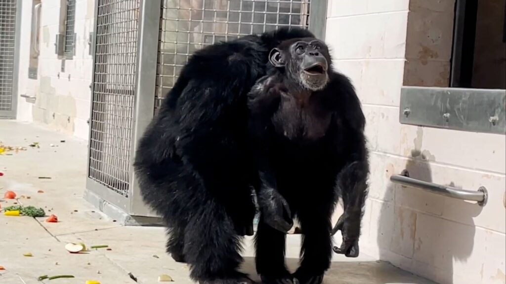 Why is Vanilla the Chimpanzee caged for a long time? | Viral Video of seeing sky in 28 years