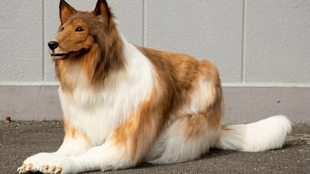 Japanese man collie dog transform