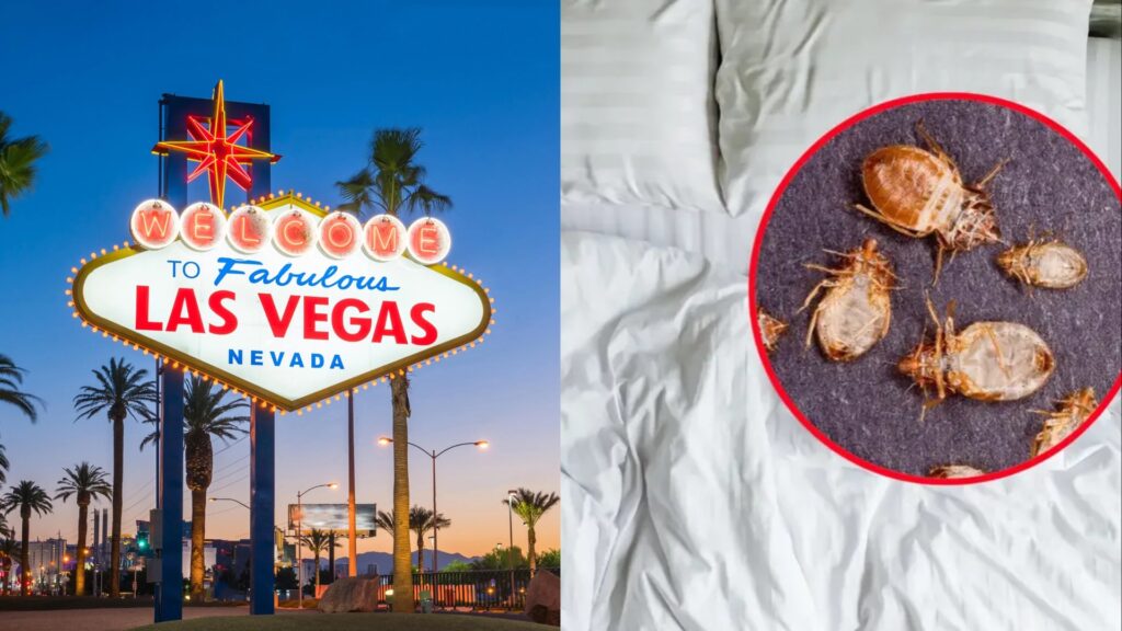 Las Vegas hotels bed bugs infested