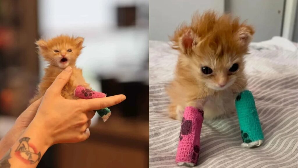 Tater Tot rescue cat tributes