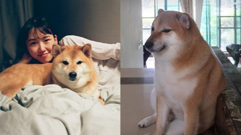 Cheems Shiba Inu viral meme dog died