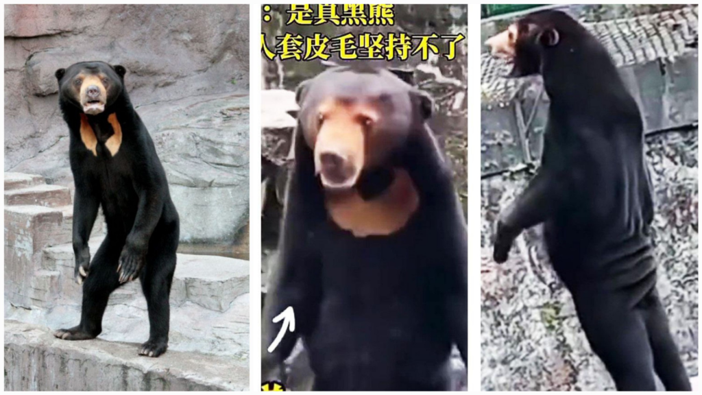 Is the viral fake sun bear in the Chinese Zoo real?