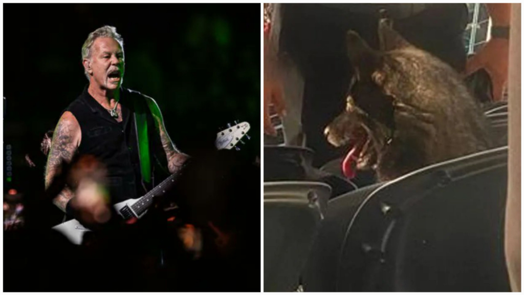 A dog named Storm crashed a Metallica concert at SoFi Stadium