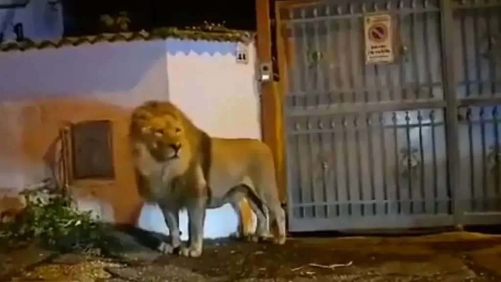 Circus lion Italy