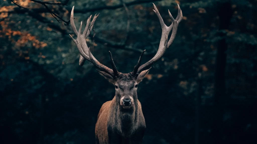 What is Zombie Deer Disease: Symptoms and Threat