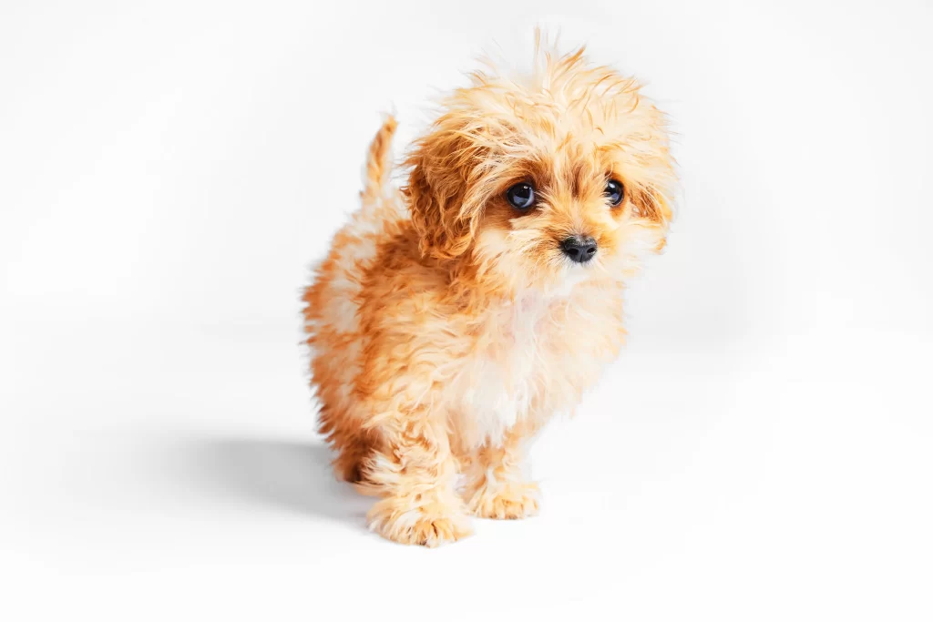 Tiny Puppy Bowl Star Sweetpea's Inspiring Story Lives On