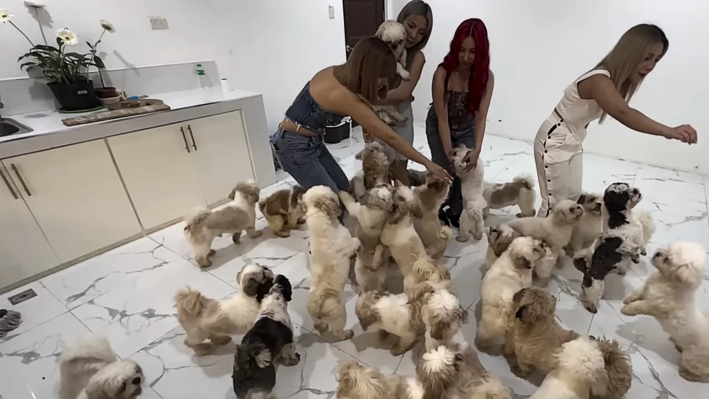 4th Impact: PAWS Slams "Negligent" Pet Ownership, Fundraising Sparks Debate