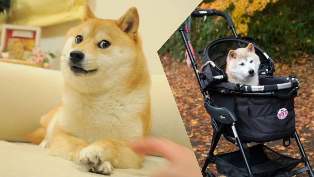 Doge meme dog, Kabosu, passes away at 18