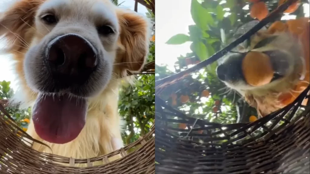 Golden Retriever helps owner pick oranges and wins hearts on TikTok