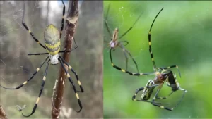 Joro Spiders: Flying (or Ballooning) Across the East Coast – Friend or Foe?