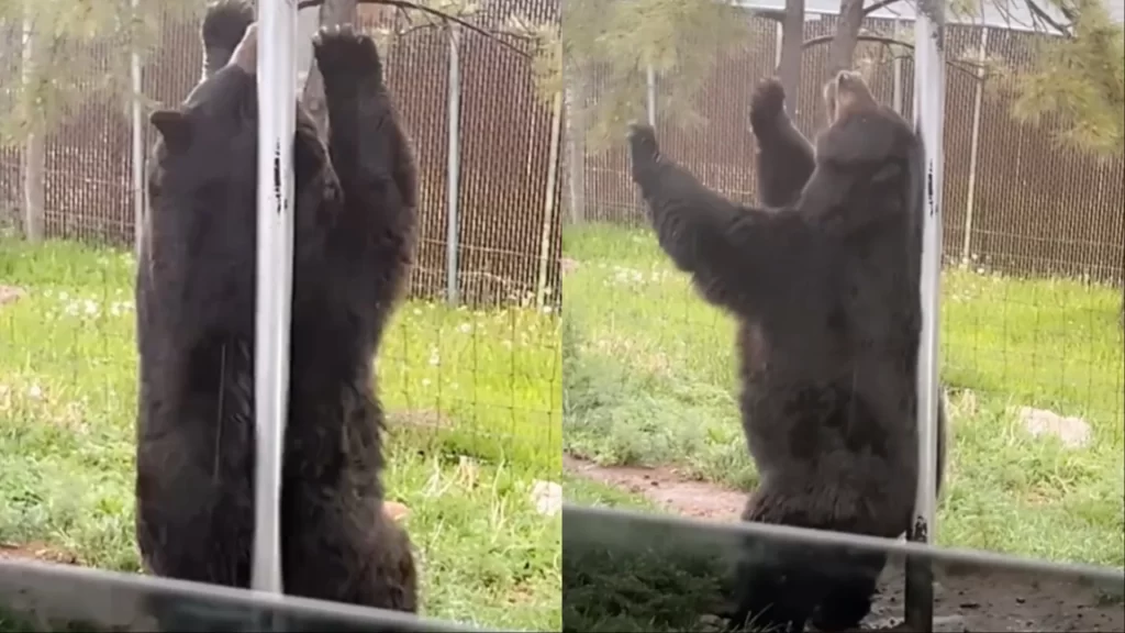 TikTok Bear Necessities Bear's Back Scratch Turns Into a Pole Dance
